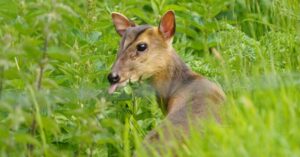 muntjac deer