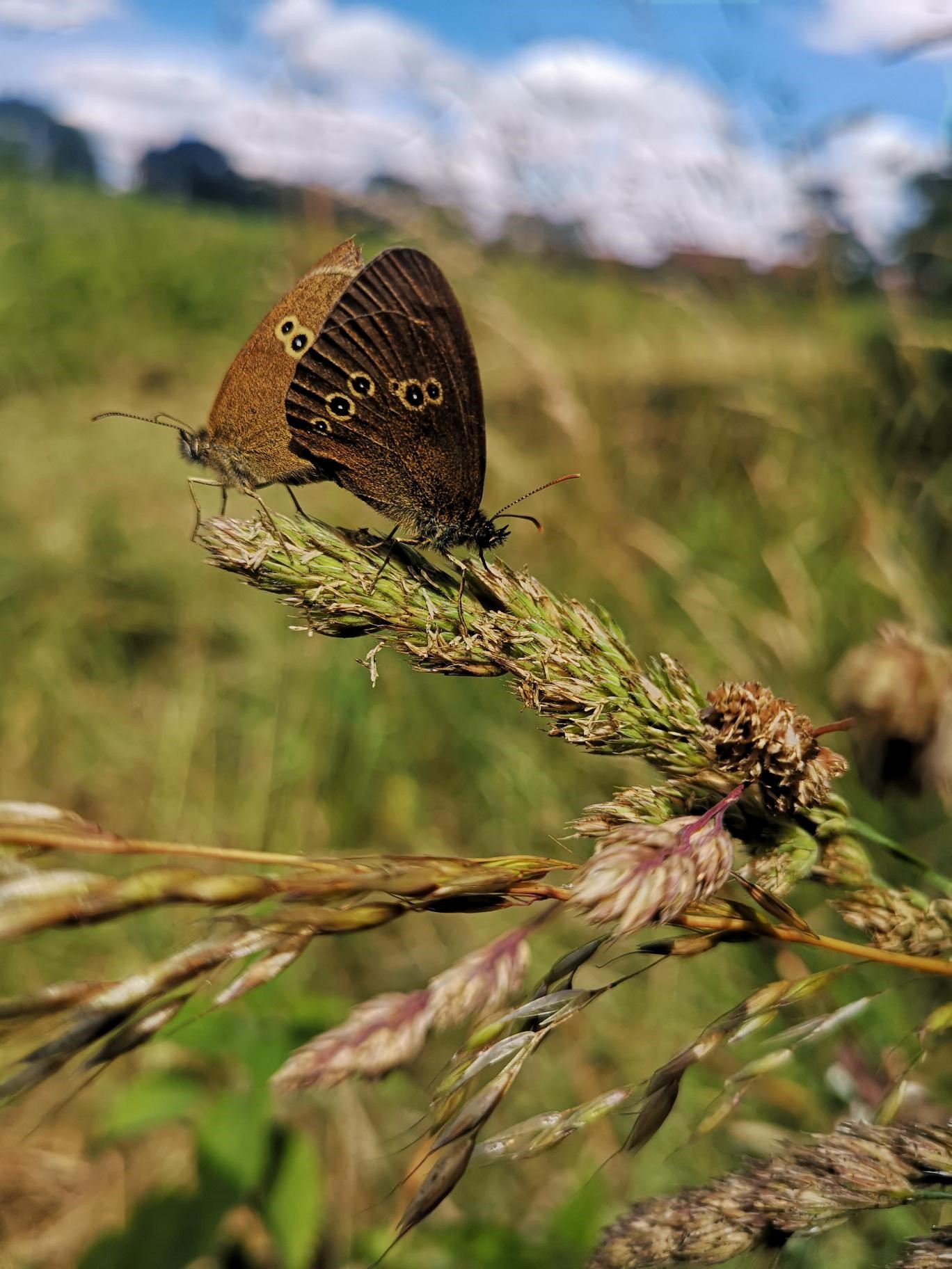 Running Ringlets