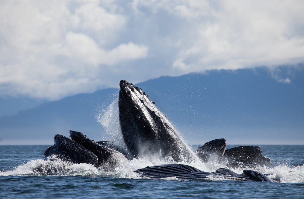 eding,Humpback,Whales,In,Alaska.,Cooperative,Hunting,Strategy