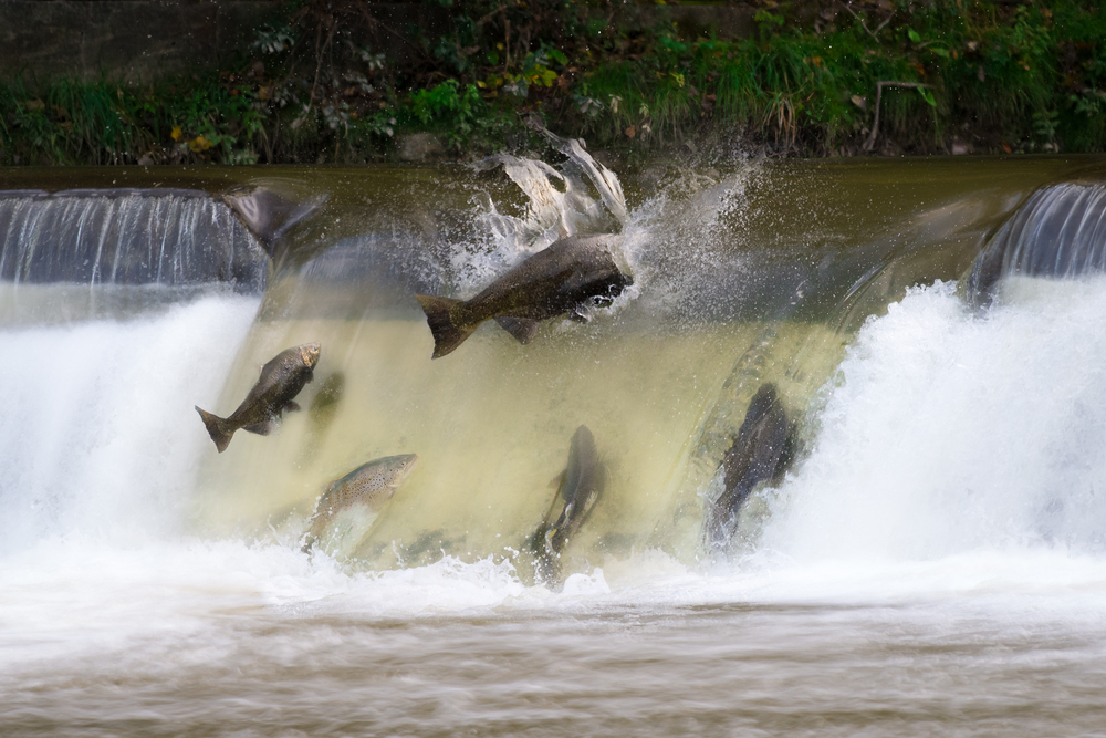 Salmon migration