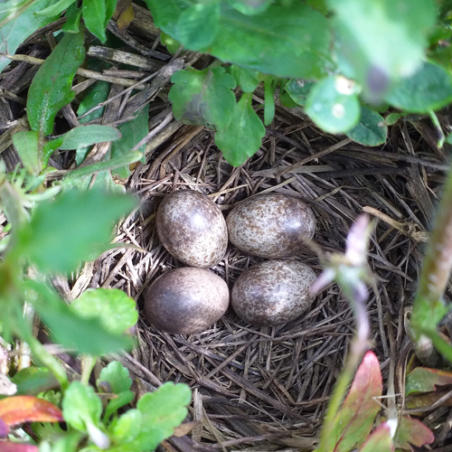 skylark eggs