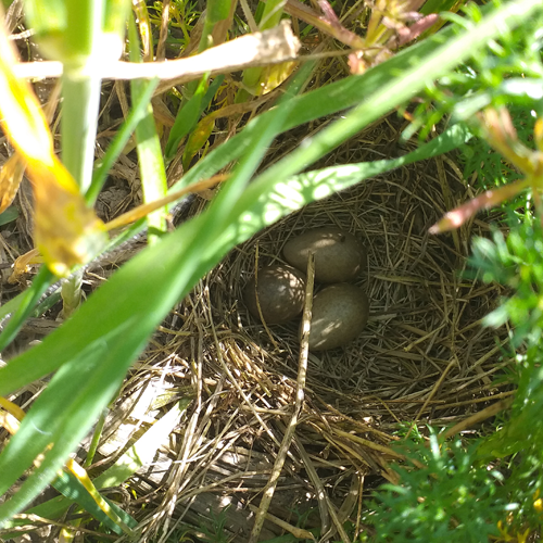 Skylark nest (Alauda arvensis) - James Blake Associates